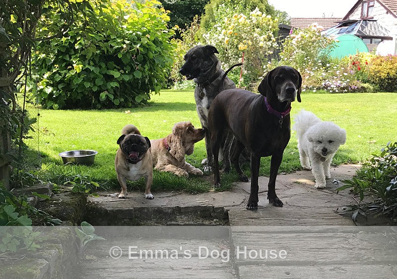  - Dogs