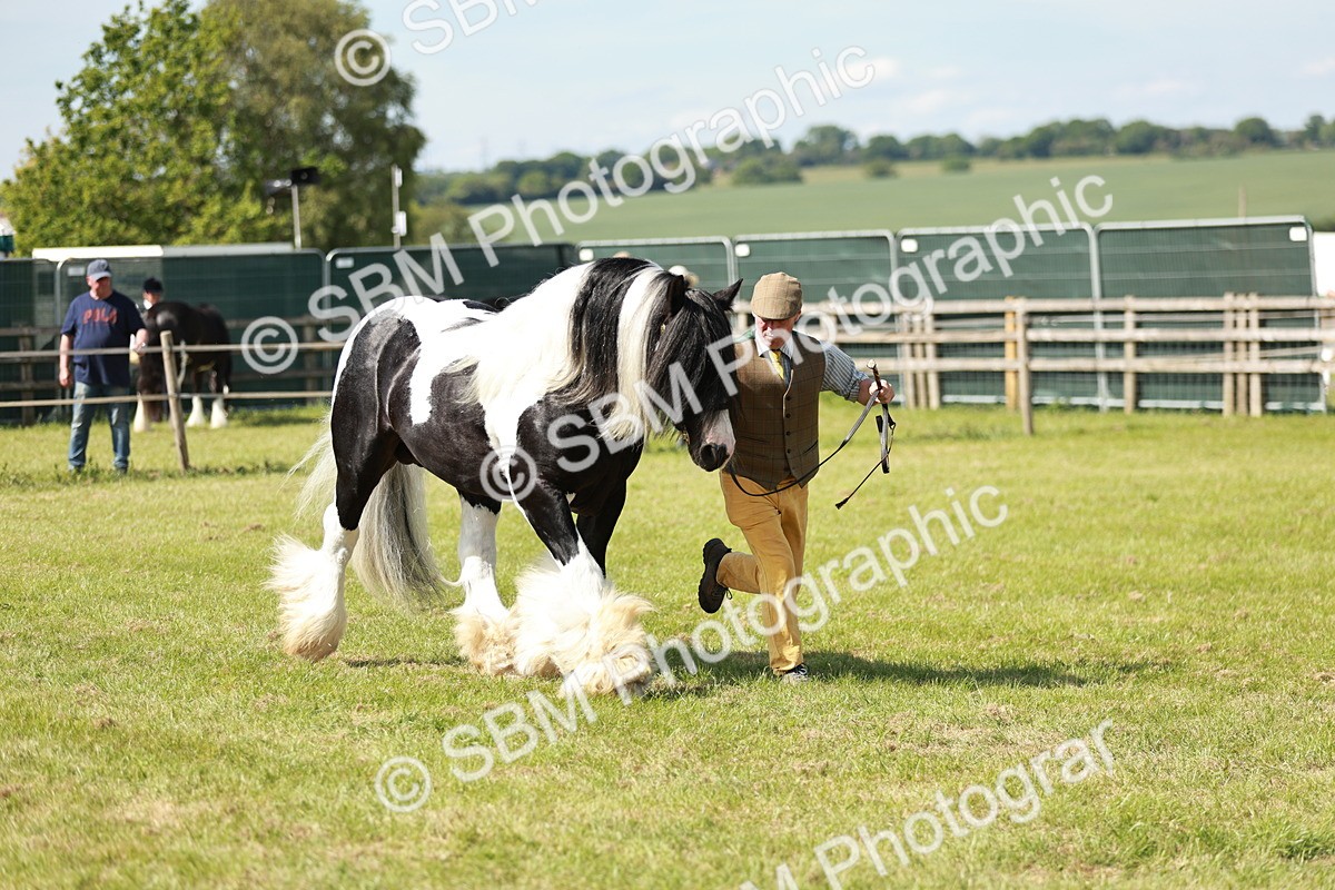 SBM_08865 - Class 63-65 - Traditional Gypsy Cobs In Hand & Ridden