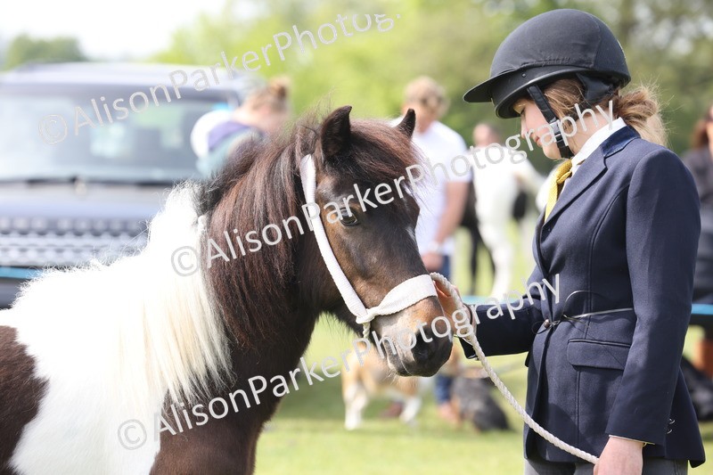 20260426-3188 - Class 26 - Shetland Ponies and Minitures