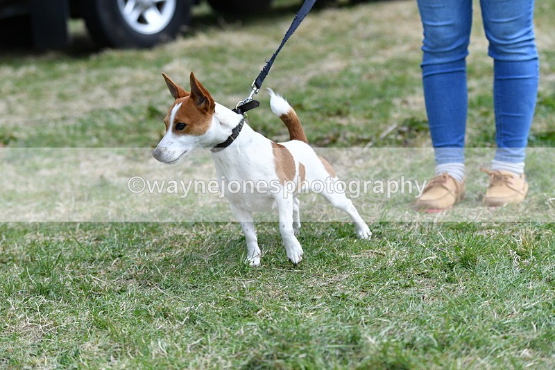 WJ5_0496 - Class 7 Best Terrier
