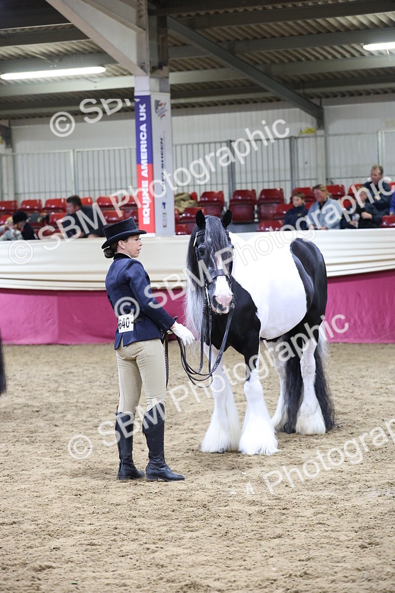 SBM_20447 - Class F - IH Small (148cm & Under)Champ