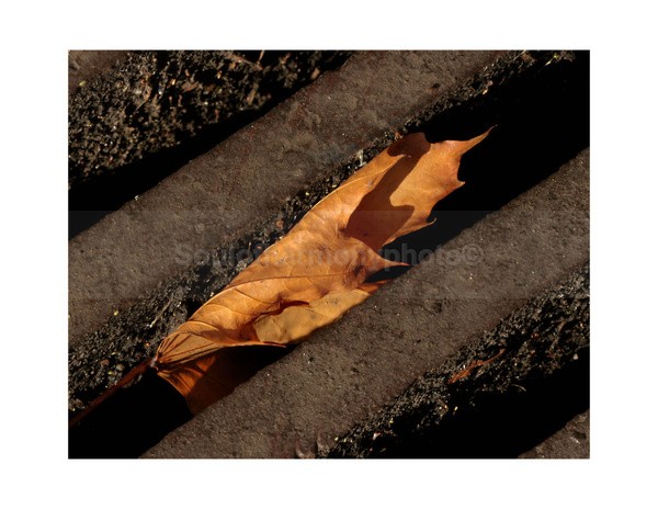 Life And Death - Art And Nature