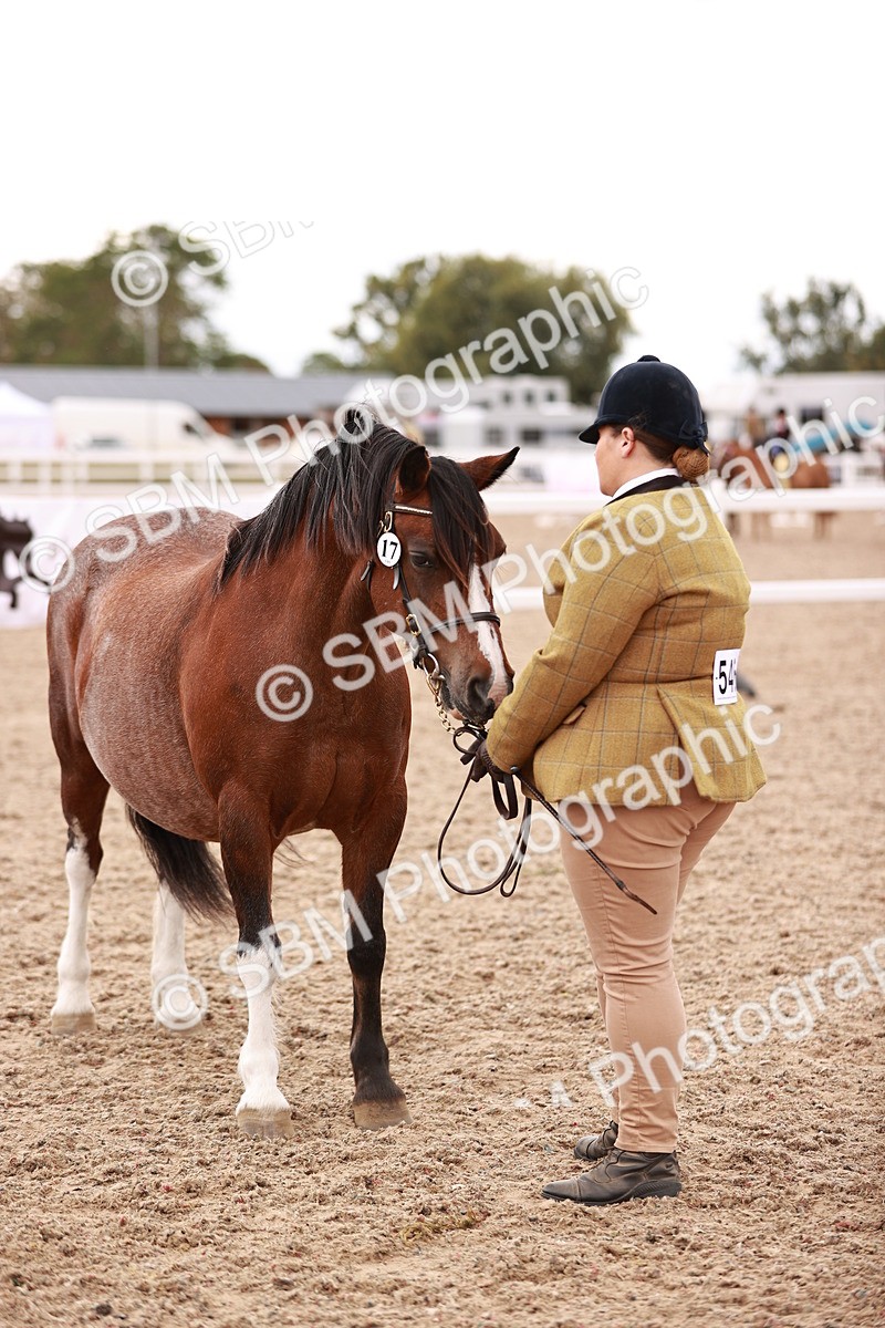SBM_16204 - Class412 - Handsome Gelding (IH  or Ridden) Adult