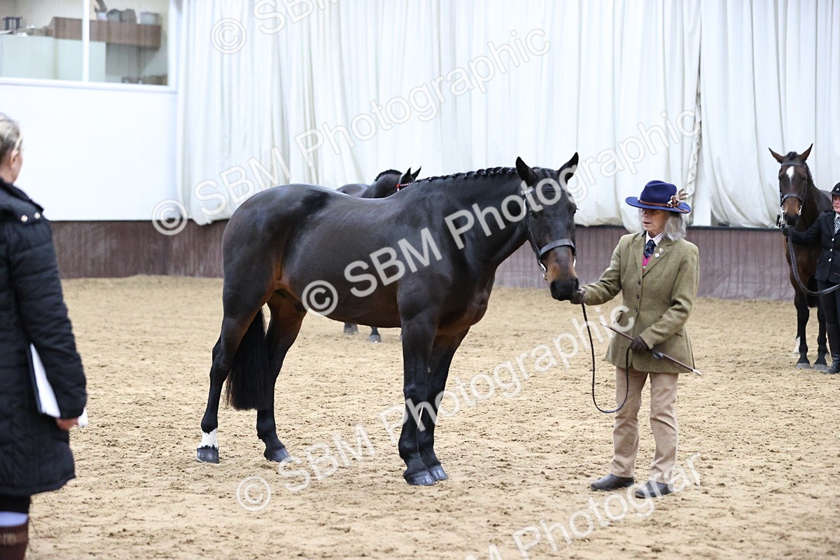 SBM_5745 - Class 3 - BSHA In Hand Show Hunter