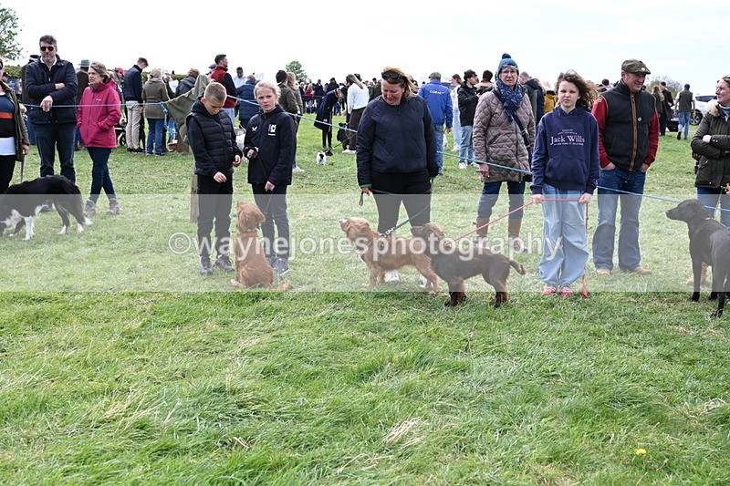 WJ6_8751 - Class 8 Best Working / Gun Dog or Bitch