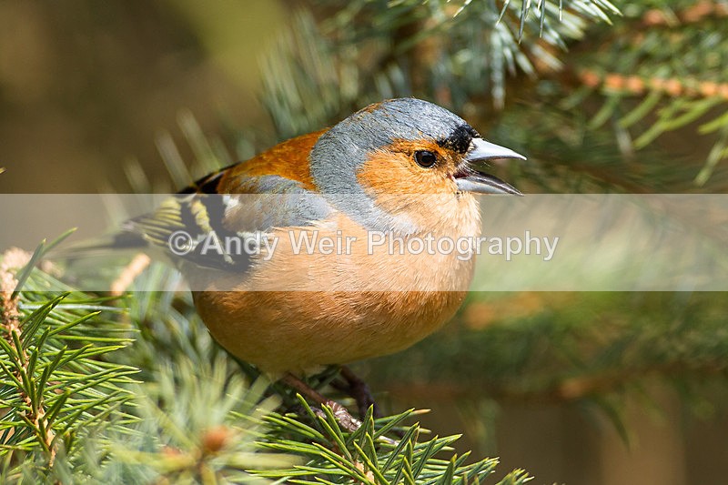 20130420-_MG_2898 - Chaffinch