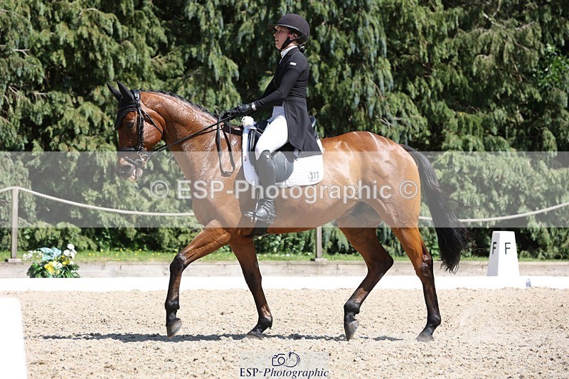 230526-150427-06619 - 377-GOLD_NUGGET-Jillian_Giessen-WEDTrotUp+DR