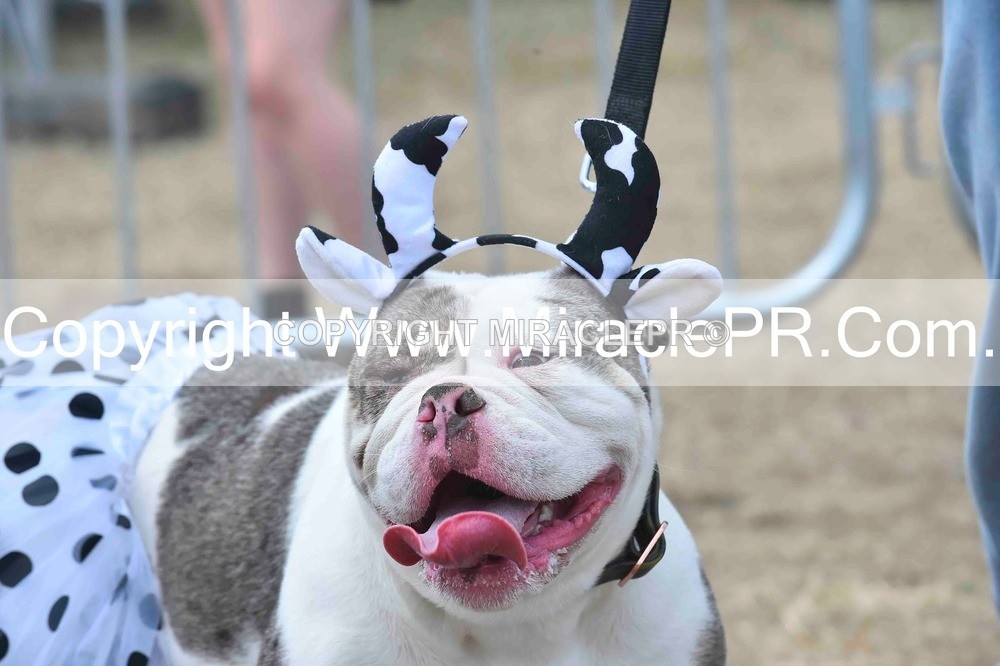 SH4_0279 - Dog show.