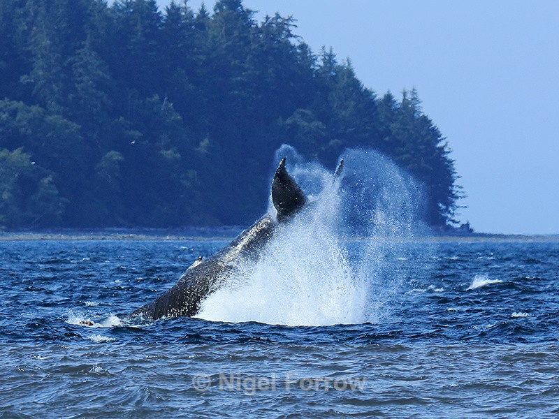 Humpback Whale tail-slapping, Johnstone Strait, Canada - Whale