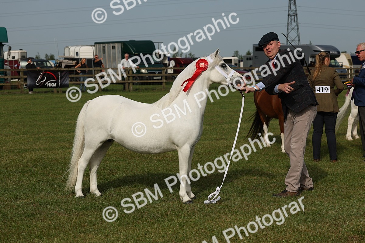 SBM_00583 - Class 6-13 - Mountatin and Moorland In Hand Welsh Breeds