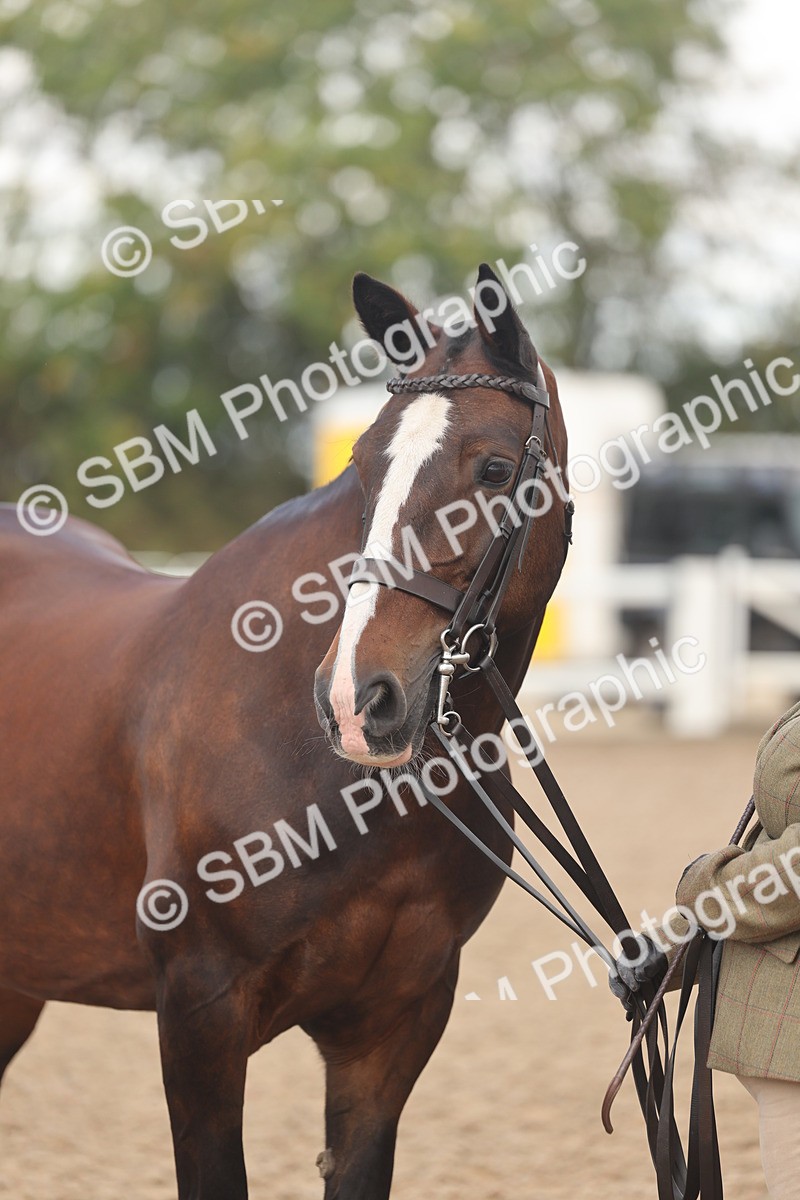 SBM_04353 - Class 17 - Prettiest Mare (IH or Ridden)