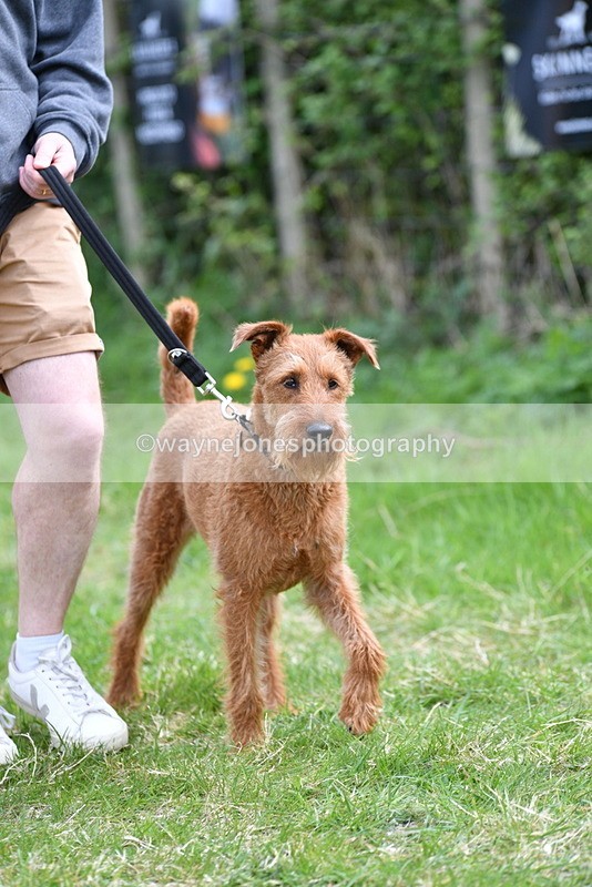 WJ5_9503 - Class 3 Most Handsome Dog