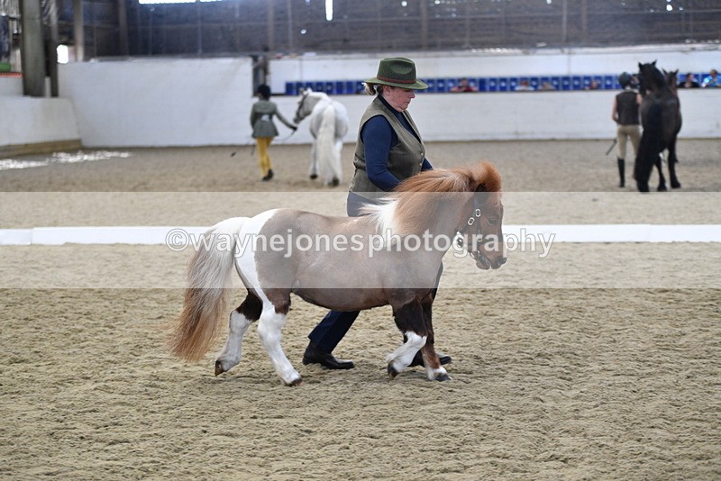 WJ5_4879 - Class 7 In hand coloured / odd coloured