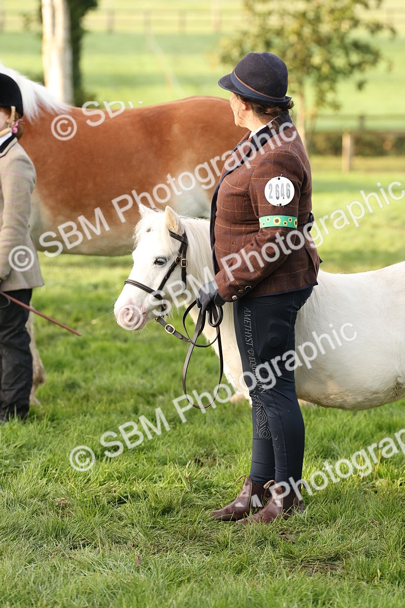 SBM_54429 - S51 - Foreign Breeds In Hand