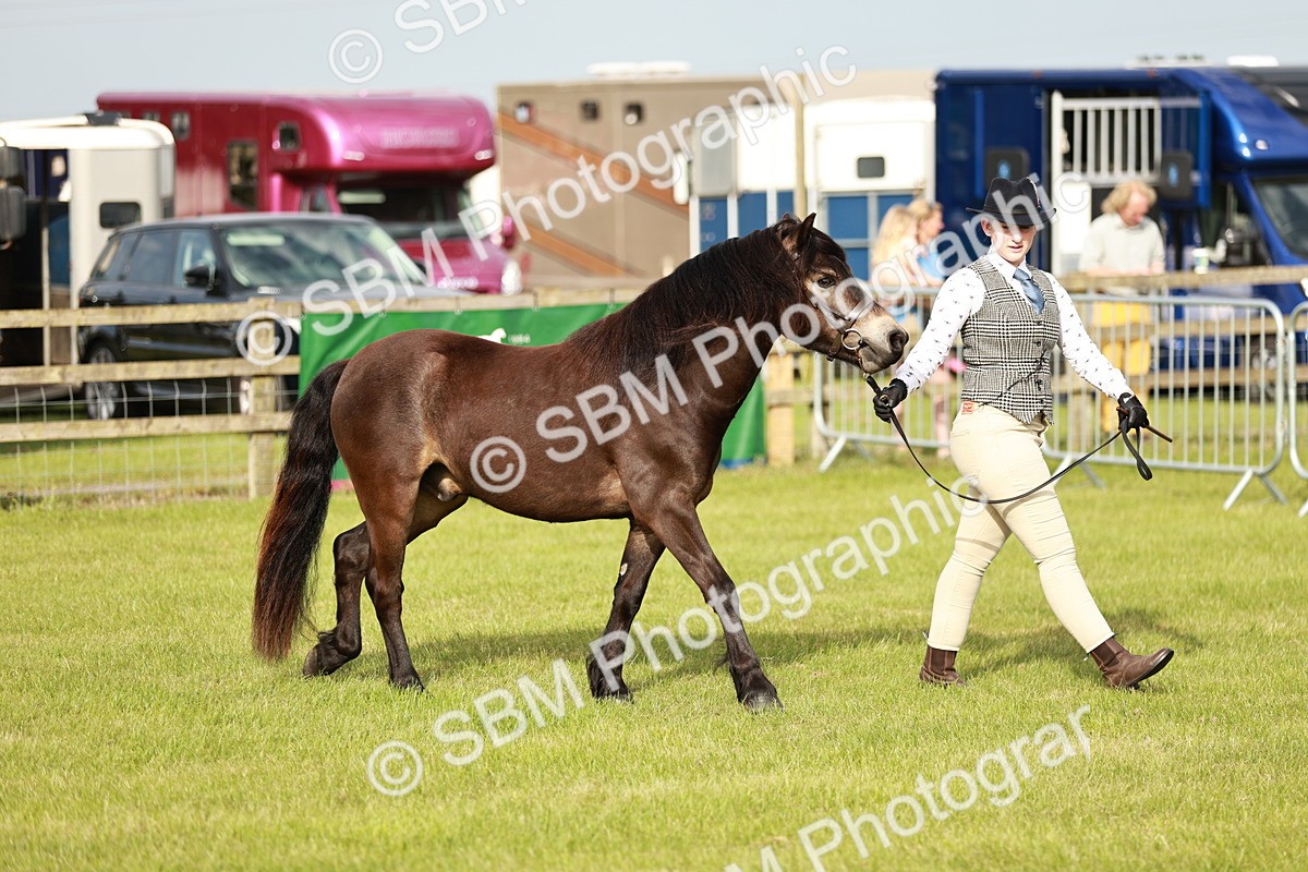 SBM_00389 - Class 14-23 - Mountain & Moorland In Hand Non Welsh