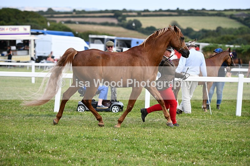 DSC_8448 - Class 69: Pure, Anglo & Part Bred In Hand Arab