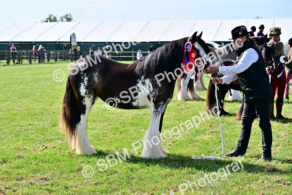 SBM_09483 - Class 63-65 - Traditional Gypsy Cobs In Hand & Ridden