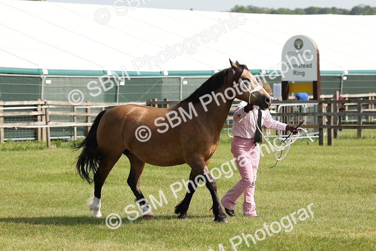 SBM_02120 - Class 6-13 - Mountatin and Moorland In Hand Welsh Breeds