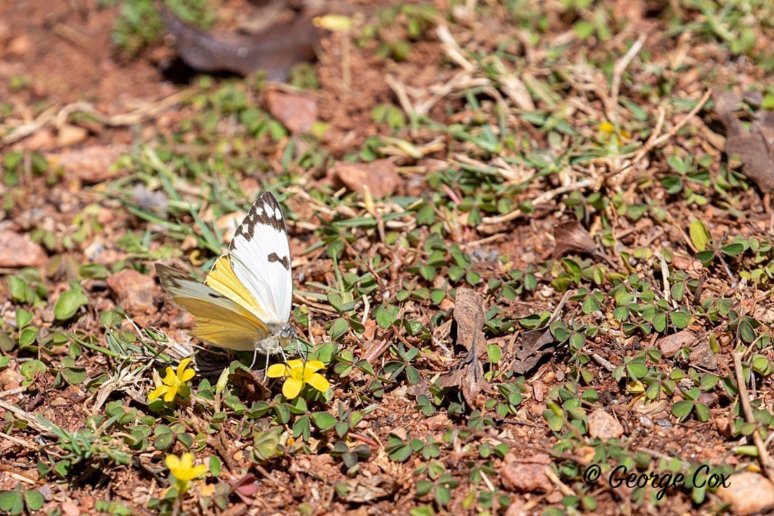 Butterfly Forest White - South Africa - Limpopo