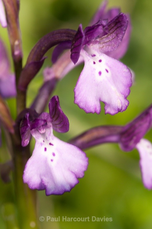  - Orchids - Crete