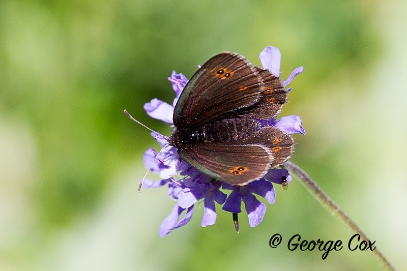 ringlet pyrenees