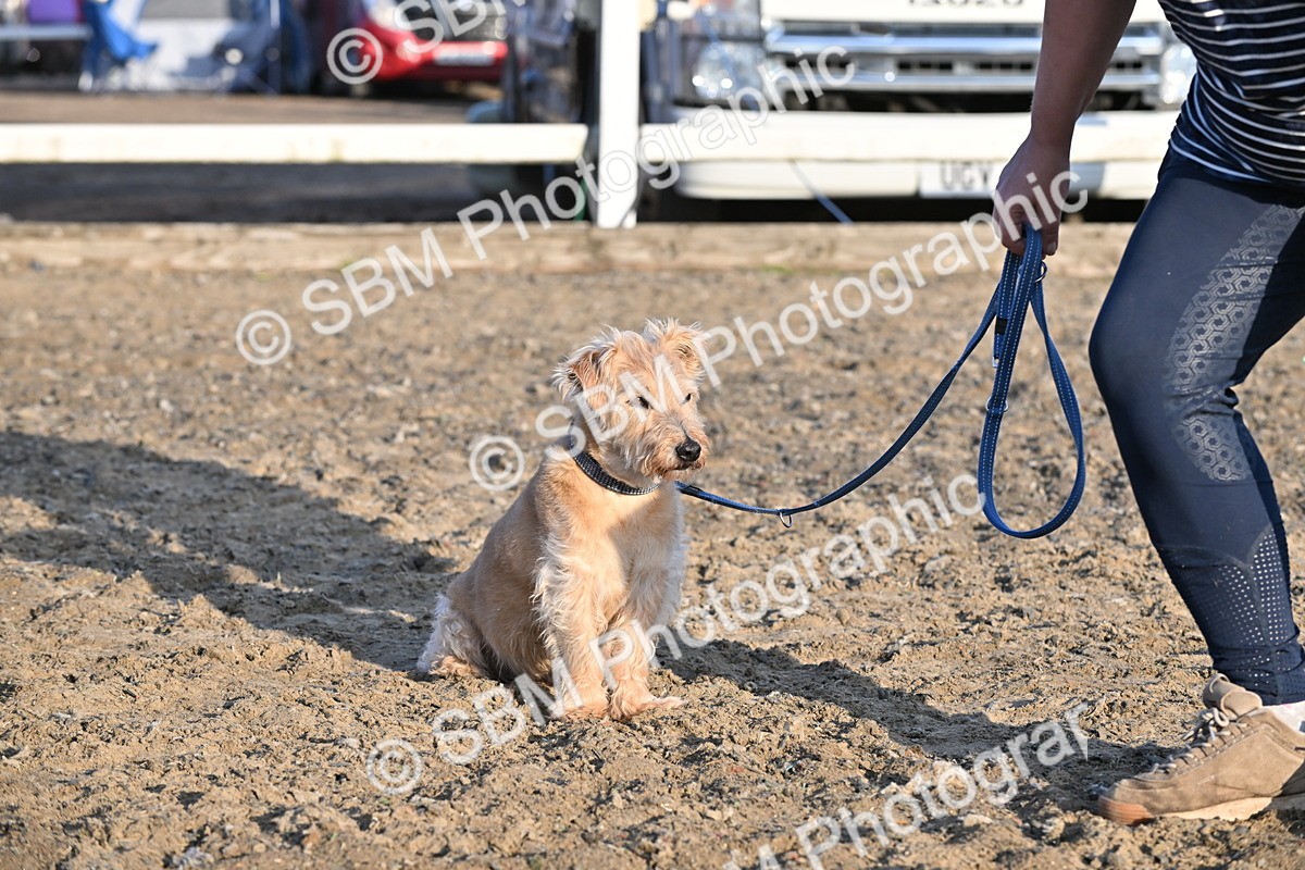 SBM_09494 - Lorry Dogs