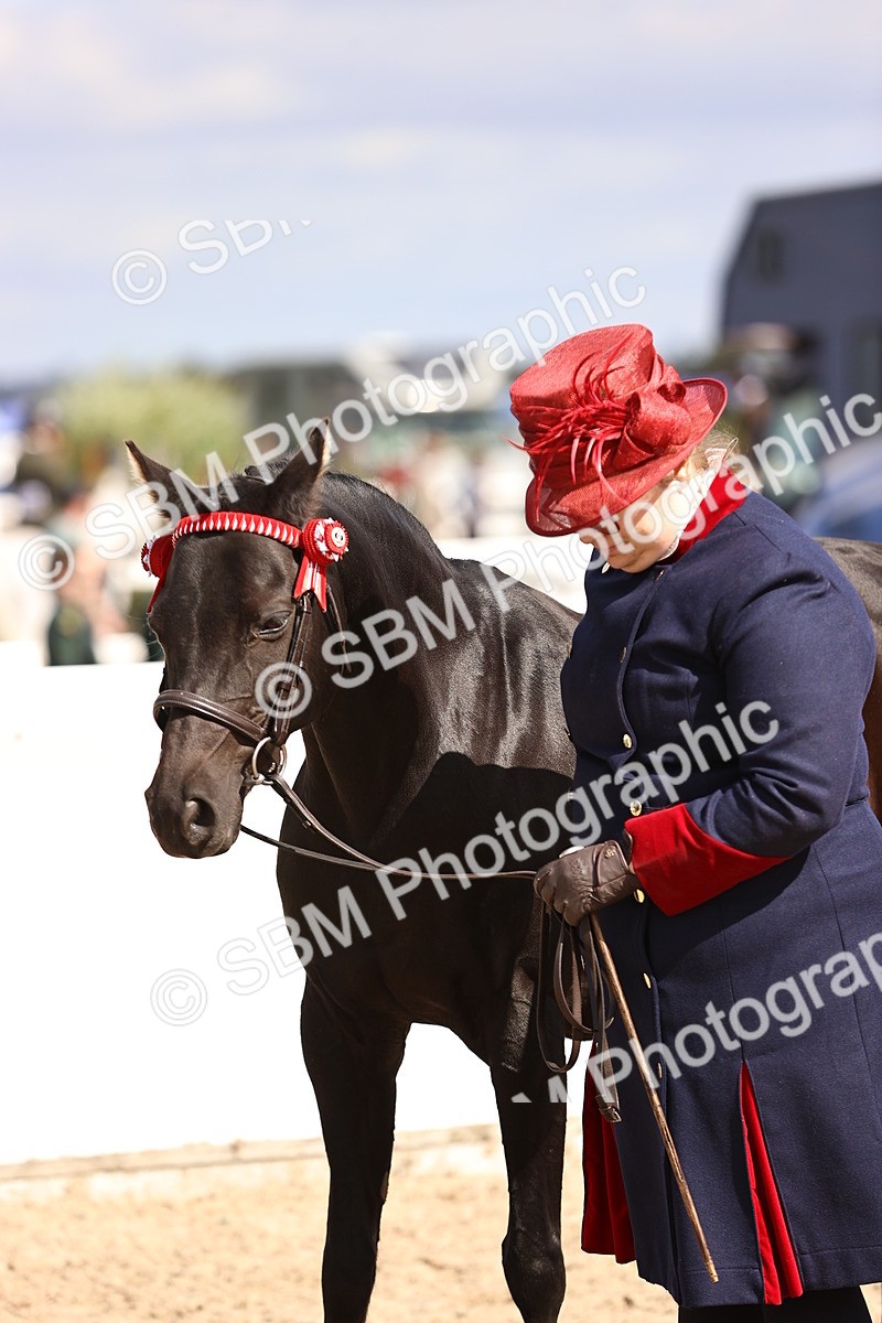 SBM_14311 - Class 411 - Prettiest Mare (IH OR Ridden) Adult