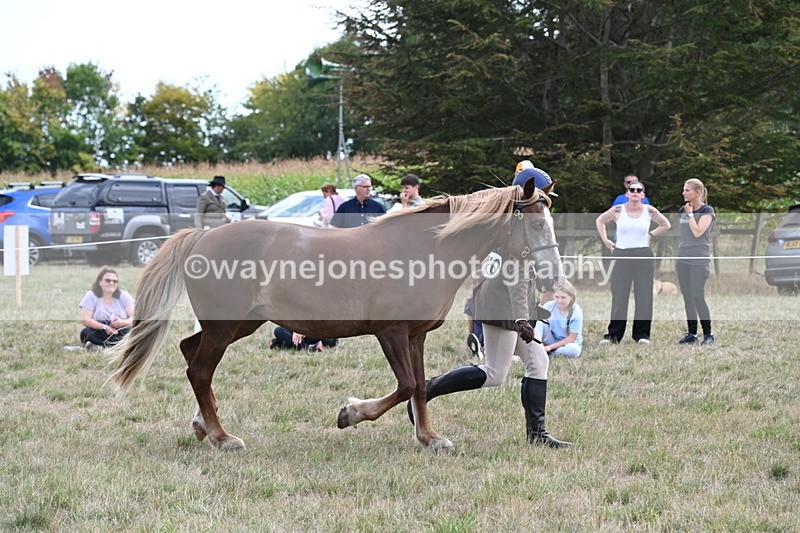 WJ6_6678 - Class 20 In-hand Cob