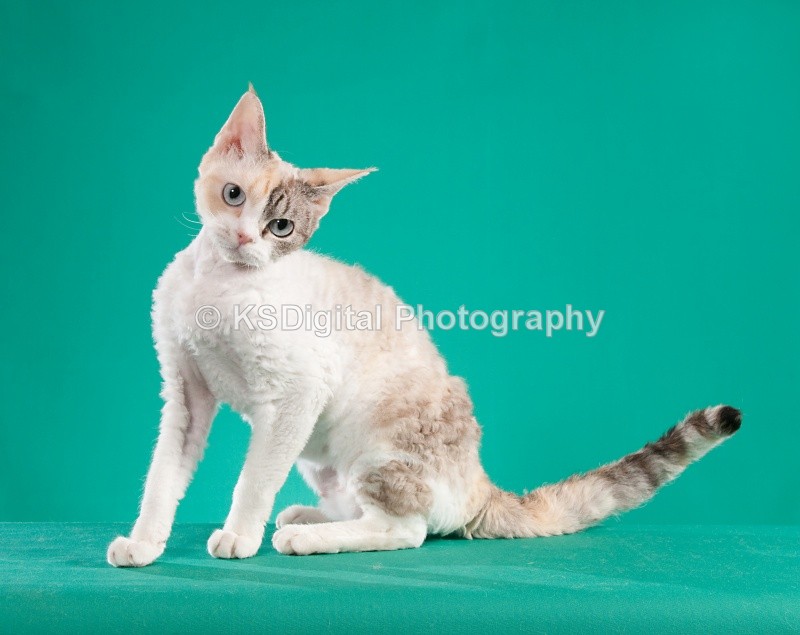 Chichi Sheer Rextasy (33a) - Villamagic Devon Rexs