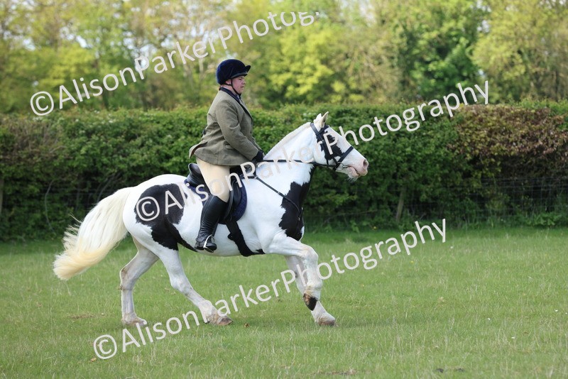 20250427-2653 - Class 20 - Working Hunter Ponies