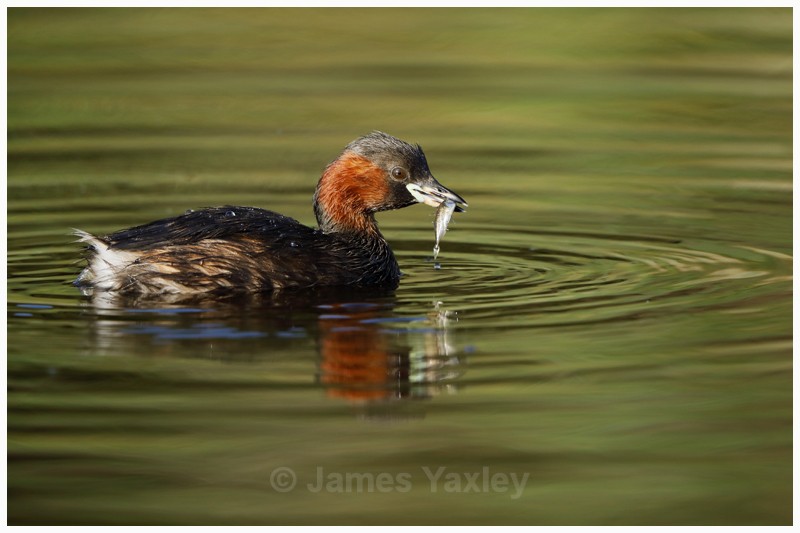 Little Grebe Fishing - Latest Work