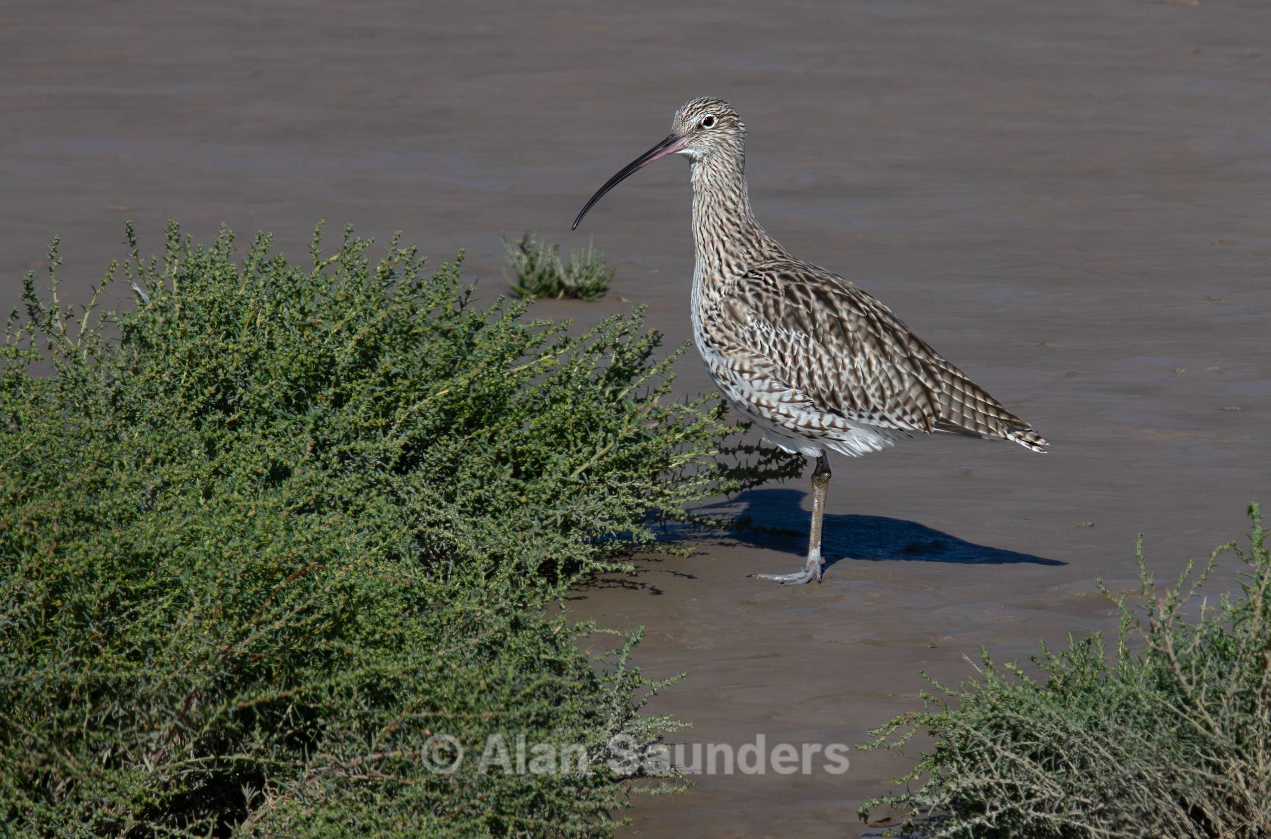 Eurasian Curlew 48