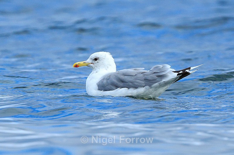 California Gull (adult breeding) swimming, Vancouver Island - California Gull