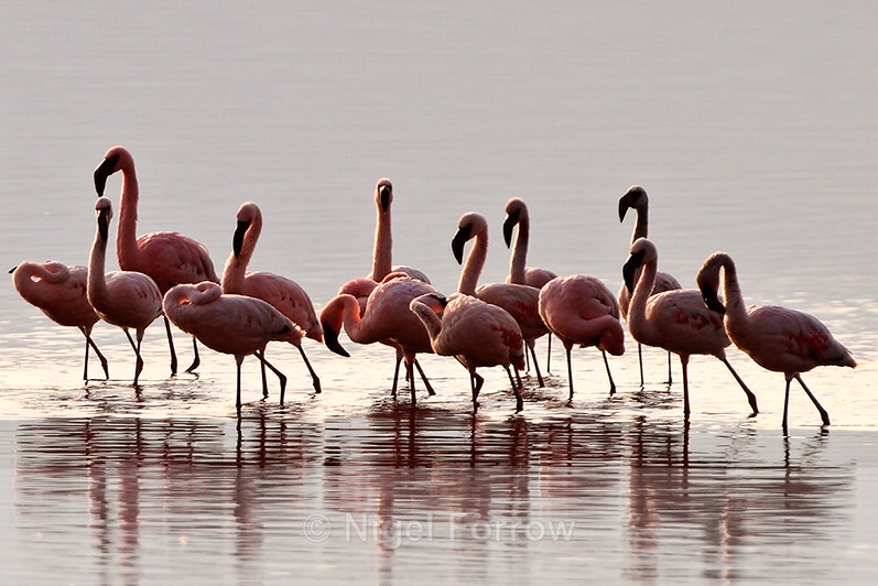 A group of Lesser Flamingos preening at Lake Nakuru - Lesser Flamingo