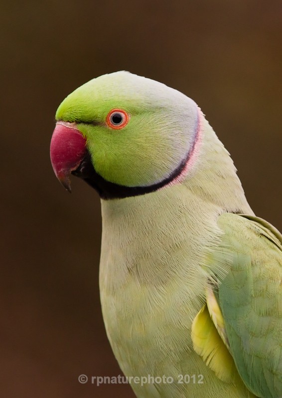 Ring Necked Parakeet - Psittacula krameri RPNP0122 - Birds
