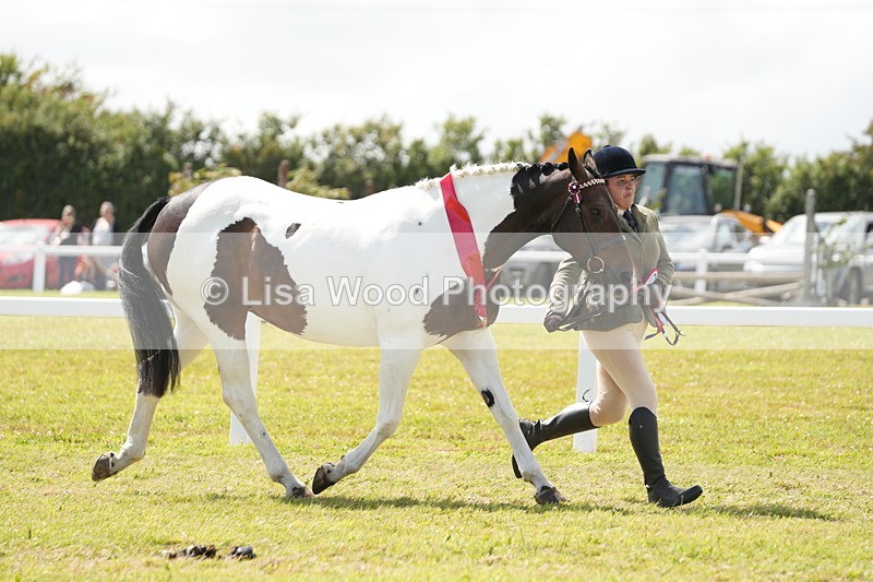 DSC07241 - Coloured Horse In Hand Championship