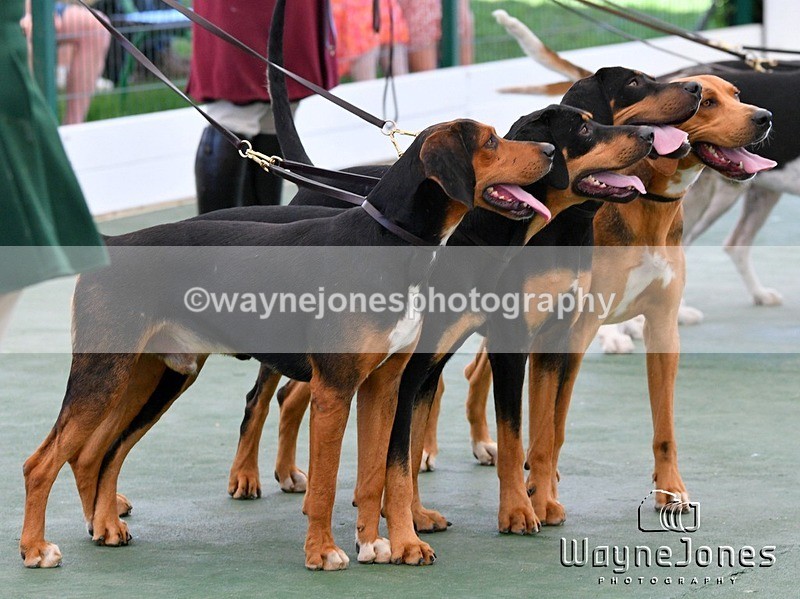 WJ5_0755 - Berks & Bucks at the Great Yorkshire Show 2025