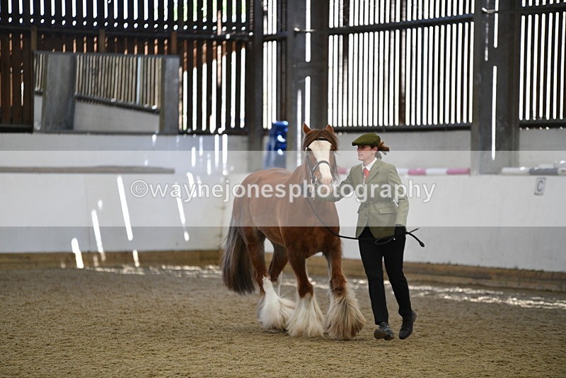 WJ5_5387 - Class 8 In hand cob