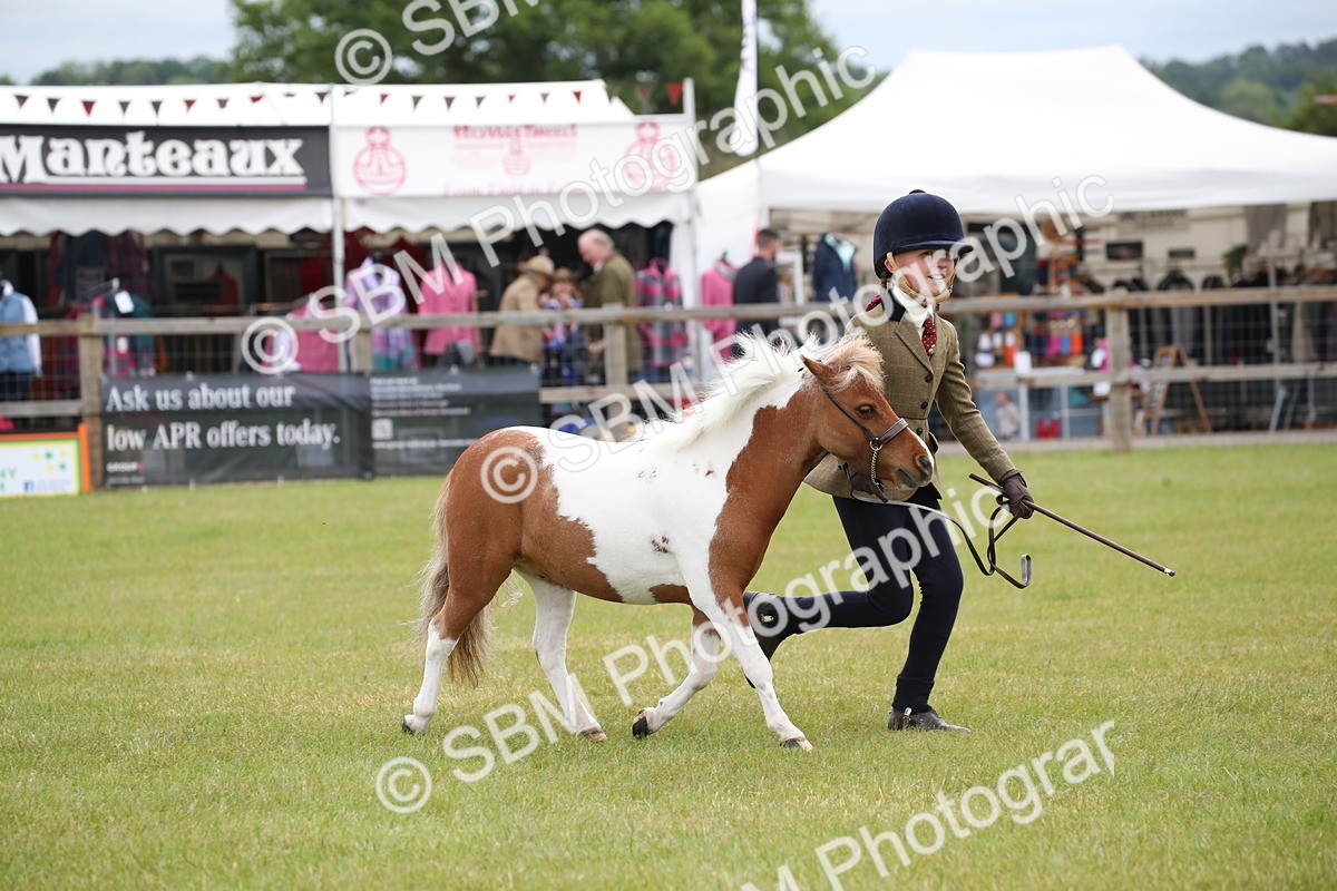 SBM_03955 - Class 23-25 - British Miniature Horse of the Year