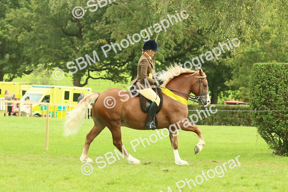 SBM_75029 - Ridden Pony Supreme Championship