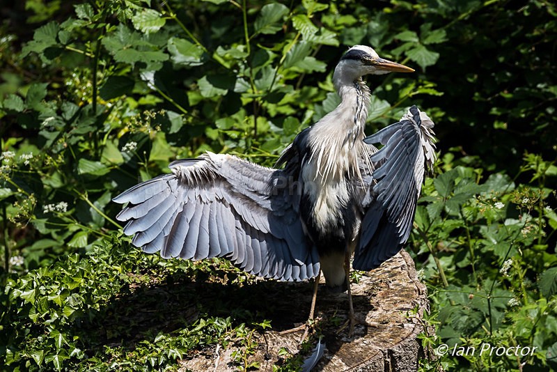 Ruffling its feathers - Grey Heron - Nature