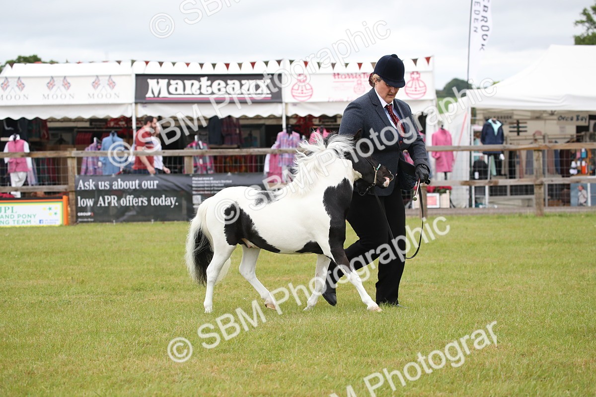 SBM_03760 - Class 23-25 - British Miniature Horse of the Year