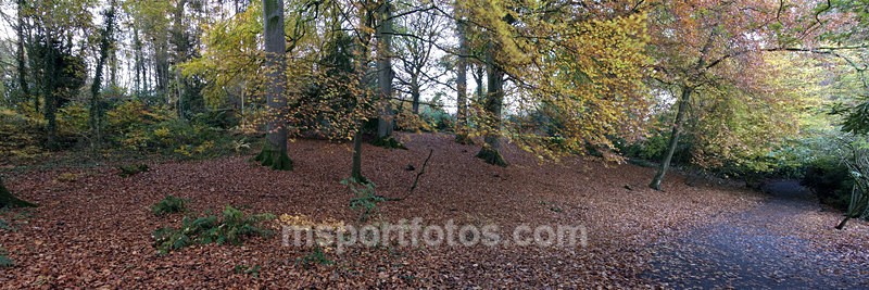 Autumnal Hillsborough Park - Irelands landscapes