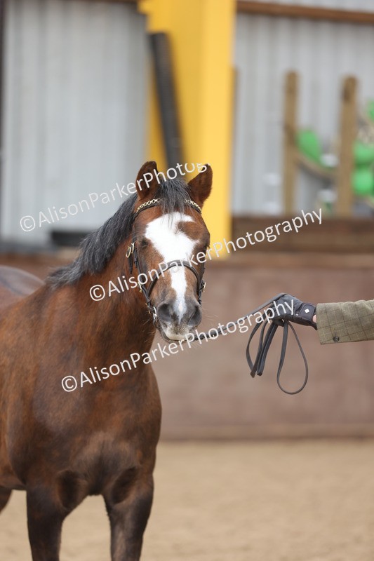 20251109-0669 - Class 22 - Geldings 4 Years and over