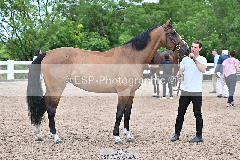 240718A-105308-01609 - Trot Up 1pm to 2pm