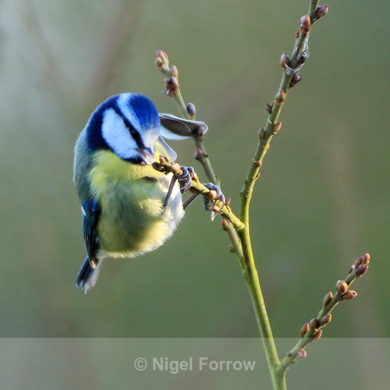 Blue Tit feeding at Otmoor - Blue Tit