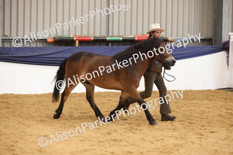 20260913-1698 - Class 115 - Gelding 4years and over