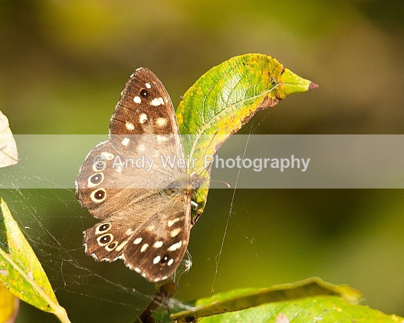 20080927-WE 013 - Butterflies & Moths