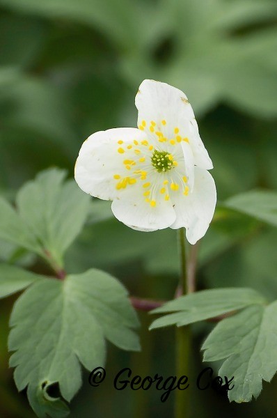 Wood Anemone at Hardwick