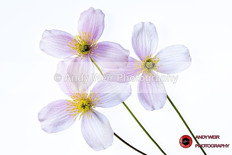 190423-untitled-1L4A1003-Edit - Plants & Flowers